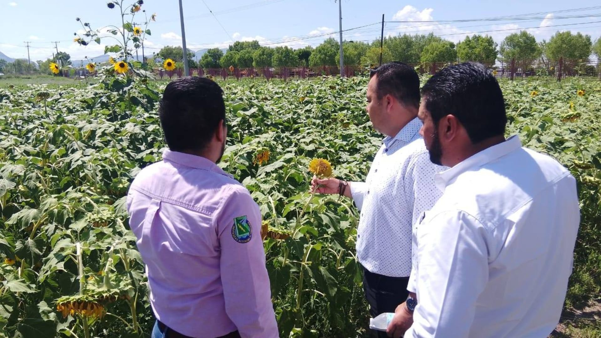Cultivo_de_Girasol_FCAyF_1920x1080.jpg