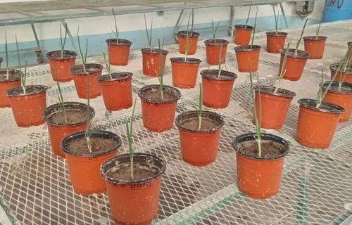 Desarrollan en la FCAyF-UACH nanocompuestos innovadores para cultivos