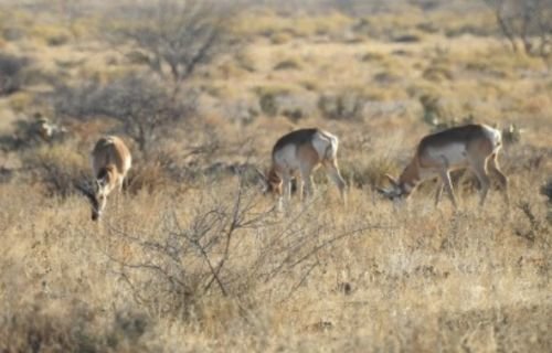 Fortalece UACH la gestión sustentable de pastizales en Chihuahua