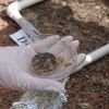 Científicos de la UACH estudian biocostras para combatir la degradación del suelo.