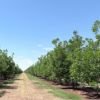 Impulsa UACH investigación innovadora para mejorar el uso del agua y la productividad del nogal pecanero en Chihuahua